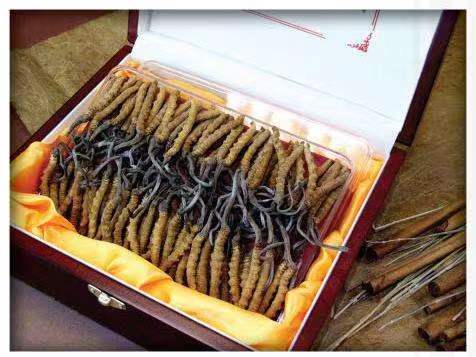 津南冬虫夏草回收